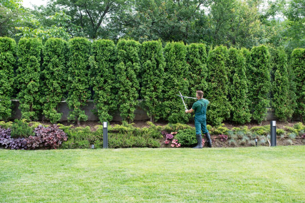 Best Lawn Drainage Solutions  in University Place, WA